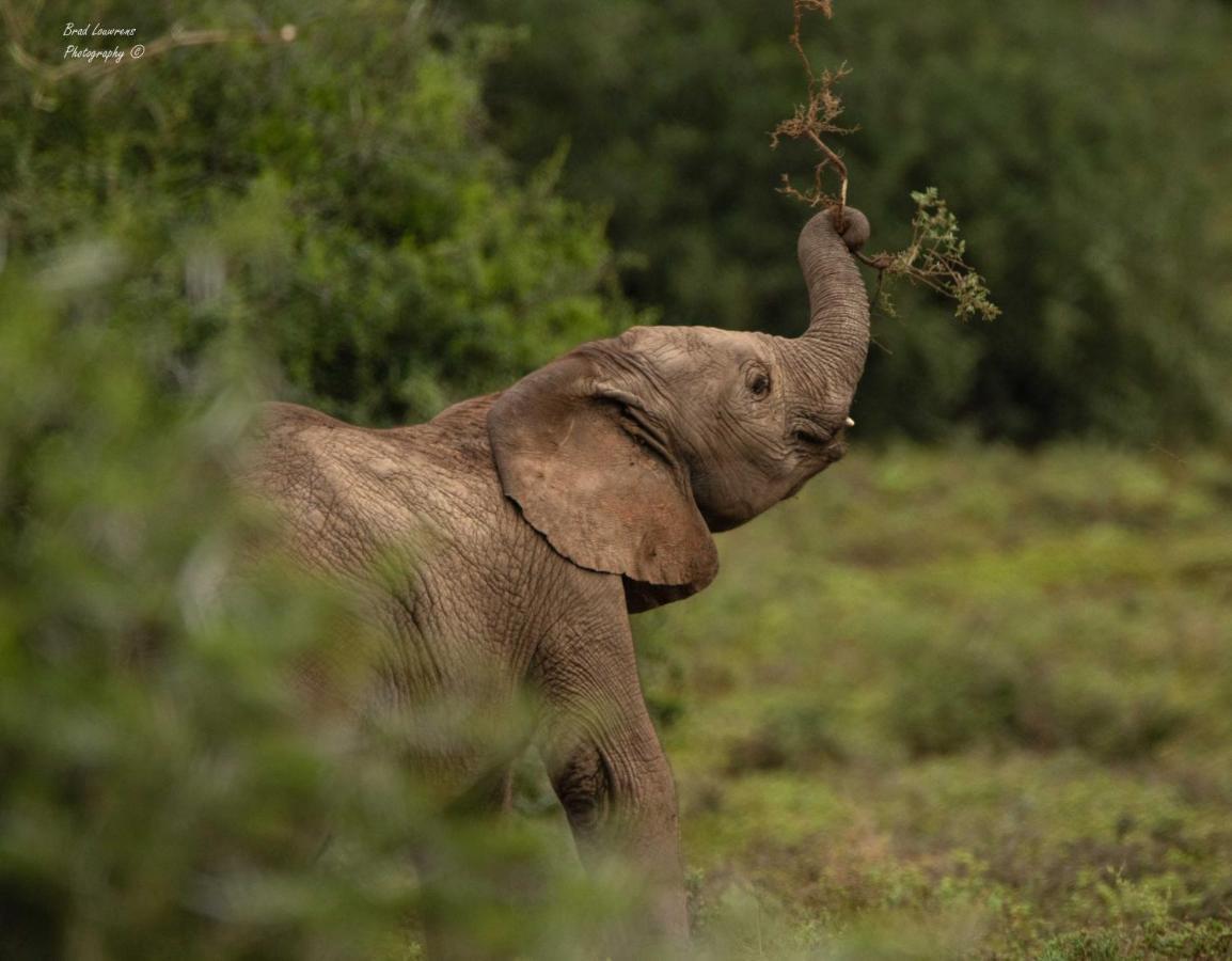 Woodbury Lodge - Amakhala Game Reserve ภายนอก รูปภาพ