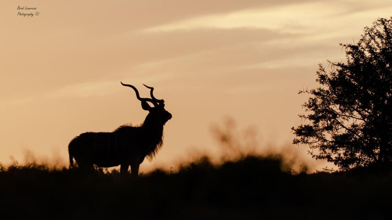 Woodbury Lodge - Amakhala Game Reserve ภายนอก รูปภาพ